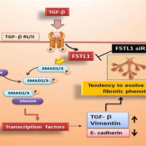 Schematic Representation Of Fstl1 Role In Tgf β1 Induced Emt In Ss Download Scientific Diagram