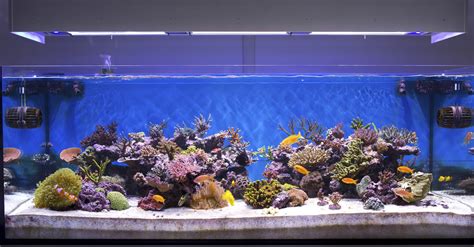 Aquarium Overflow Styles Saltwater Aquariums Algaebarn