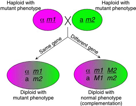 Fig Yeast Genetics