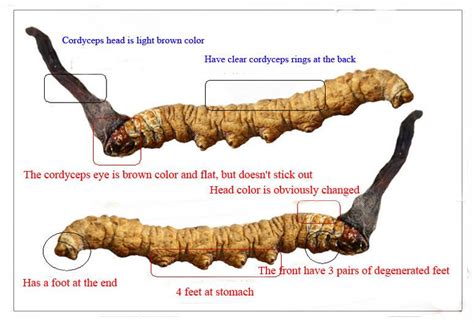 The Herb Hound Cordyceps