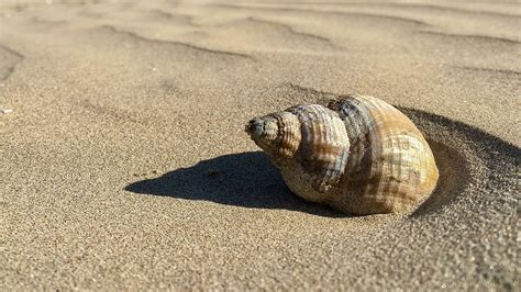 White Seashell Sand Beach Shell Coast Spiral Coastline