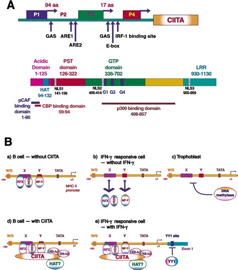 Genetic Control Of Mhc Class Ii Expression Cell