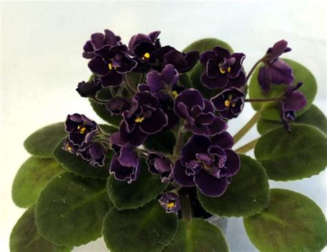 Визирь Фиалка Фото – Telegraph