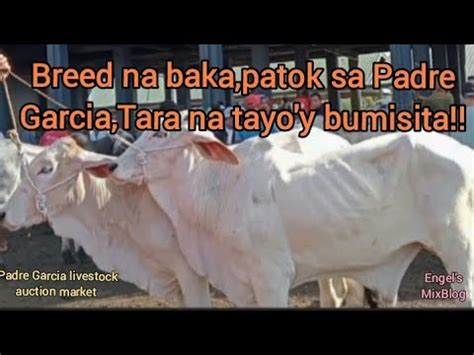 Breed Na Baka Patok Sa Padre Garcia Halina Na Tayo Y Bumisita