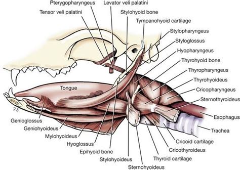 Soft Tissues Of The Oral Cavity Vet Medicine Oral Cavity Dog Anatomy