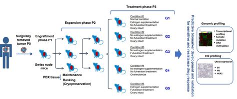 Breast cancer model | Oncology | CRO services