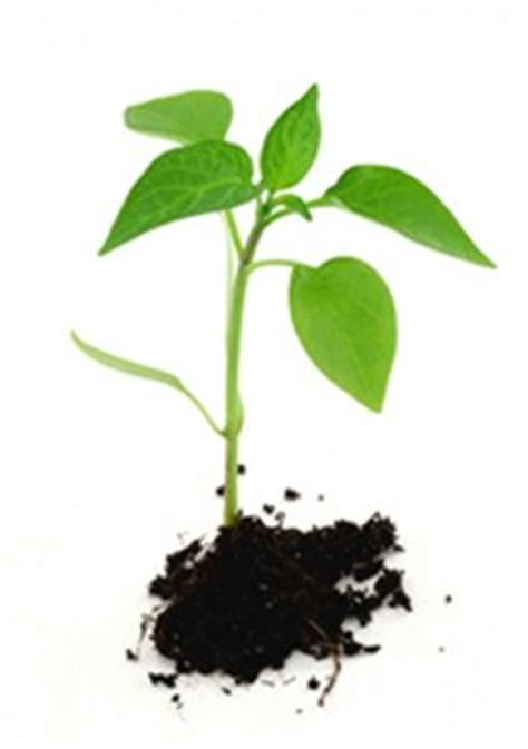 How to Grow Kava Kava - Kava Guru