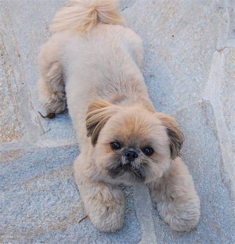 Top 10 Popular Shih Tzu Haircuts 30 Pictures The Paws Shih Tzu