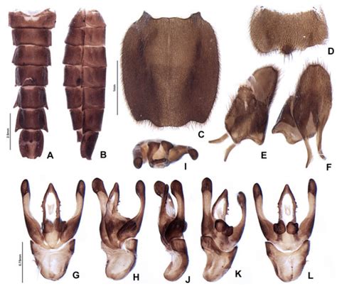 Insects Free Full Text First Phylogeny Of Pseudolychnuris Reveals