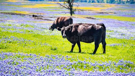 Prado Cubierto En Wildflowers Lupine Del Nanus Del Lupinus Del Cielo