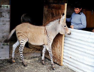 Ippo the Baby Zonkey, A Cross Between a Zebra and a Donkey - Images ...