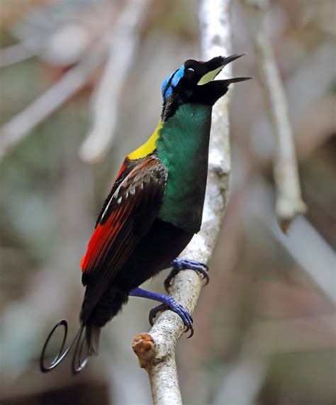 Wilson s bird of paradise Diphyllodes respublica 威氏极乐鸟 Flickr