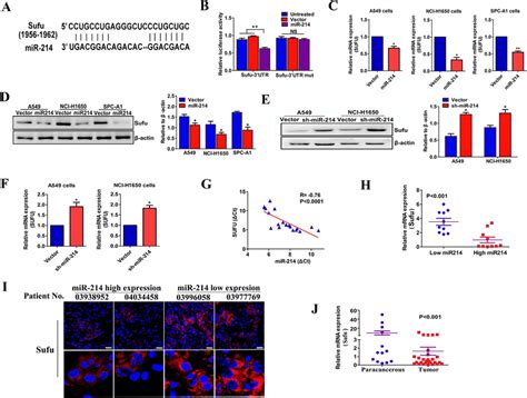 Sufu Is A Direct Target Of MiR 214 In LAD Cells A A Schematic