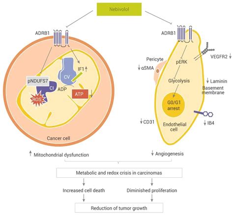 Mce 线粒体和能量代谢的关系 技术前沿 生物在线 Lab On Web