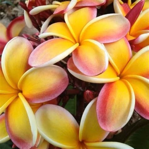 Yellow Plumeria Flower