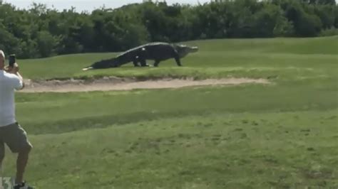 Giant alligator ‘Chubbs’ caught again on video at Florida golf course