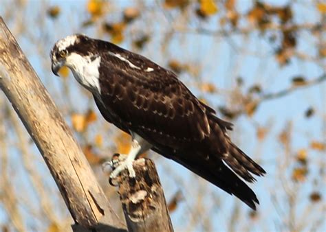 Log of Ibi: Osprey