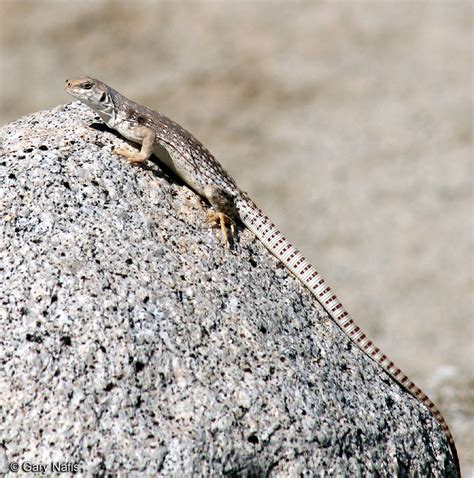 Northern Desert Iguana Dipsosaurus Dorsalis Dorsalis