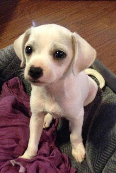 Beagle Chihuahua Mix Puppies