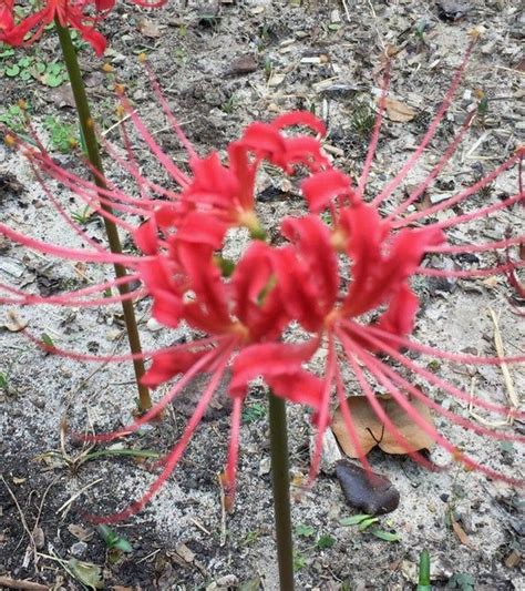 10 Red Spider Lily Bulbs Botanical Name Lycoris Radiata Southern