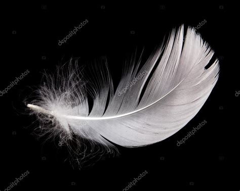 Image of a swan feather | Swan feather — Stock Photo © EM_prize #22462863