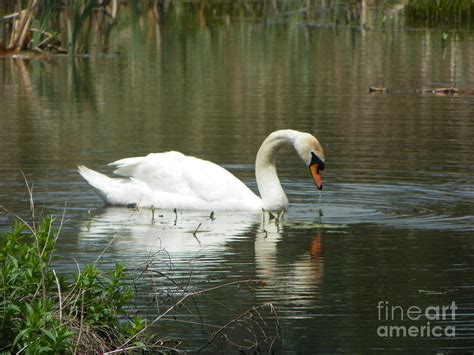 934 D996 Swan Kenoza Lake Haverhill Massachusetts Photograph By Robin