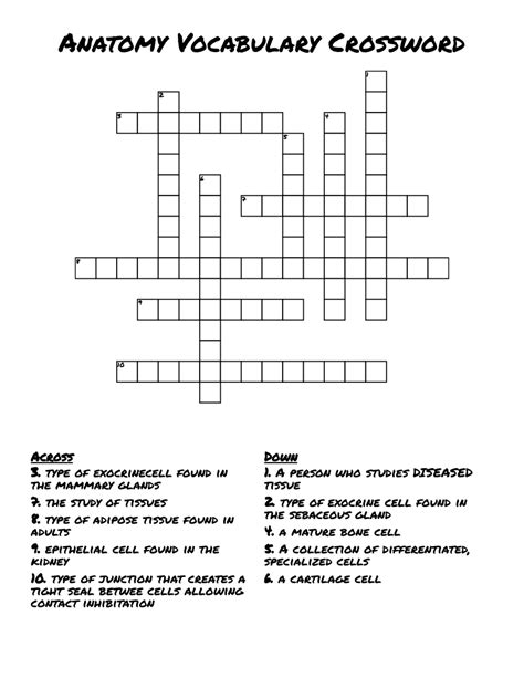 List Wallpaper Brain Anatomy Crossword Answer Key Full Hd K K