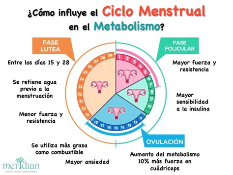 CÓMO INFLUYE EL CICLO MENSTRUAL EN NUESTRO METABOLISMO Ciclo