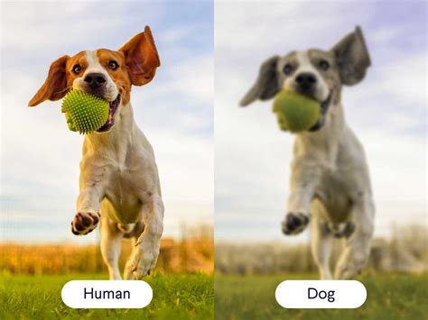 How Is Dogs Eye Vision Different Then Humans Belmont Eye Center