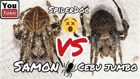 SAMON Vs CEBU JUMBO SPIDER Matatapang Na Gagamba Fast Figjt Spider