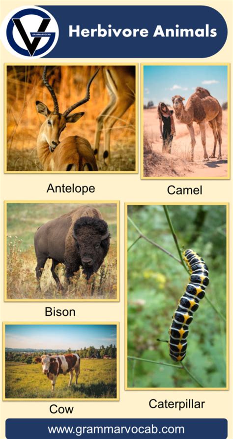 List of Herbivore Animals Names | Pictures - GrammarVocab