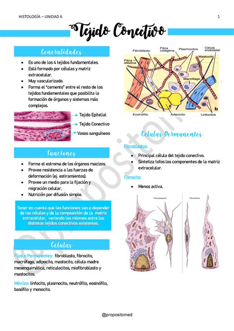 Unidad Tejido Conectivo Tejido Conectivo Es Uno De Los Tejidos