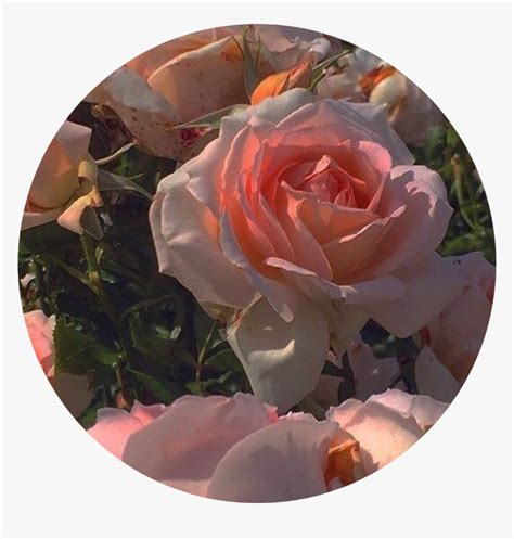 Black Rose Aesthetic Pfp