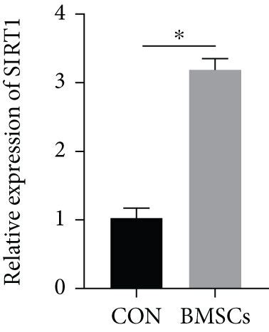 Mir P Was Downregulated During Osteogenic Differentiation A Alp