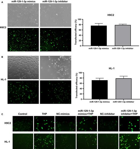 Mir‐129‐1‐3p Alleviates Thp‐induced Ros Production In Cardiomyocytes