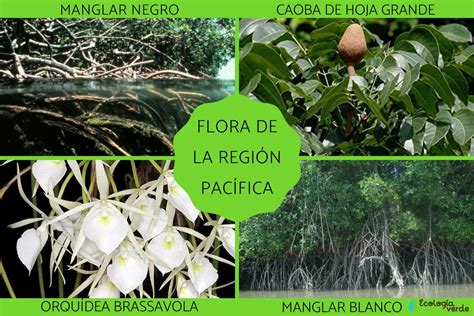 FLORA y FAUNA de la REGIÓN PACÍFICA Características y ejemplos