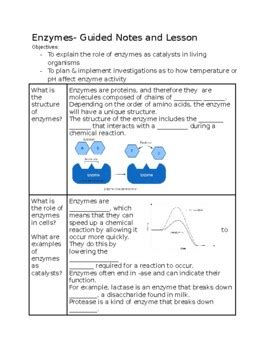 Enzyme Lesson Guided Notes And Quiz For Biology By Science Short Stop