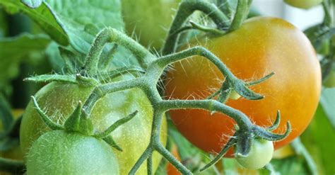 Collet Vert Ou Jaune Sur Vos Tomates Quelles Sont Les Causes Et