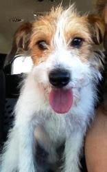 Broken Coat Jack Russell Terrier Puppies For Sale