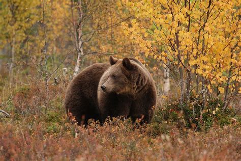 Unique Wildlife Experience To Remember Bear Centre