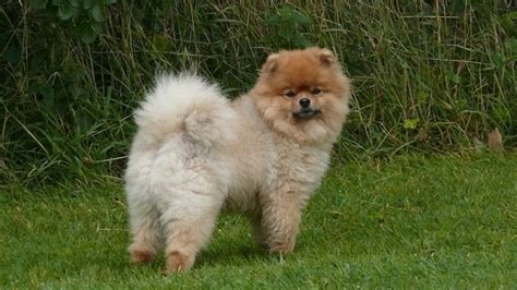 435+ Fluffy Dog Names We Adore - My Dog's Name