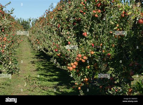 A Braeburn Apple Orchard In Hawkes Bay New Zealand Stock Photo Alamy