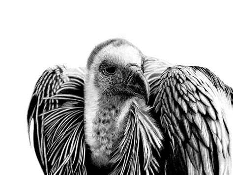 Vulture Drawing