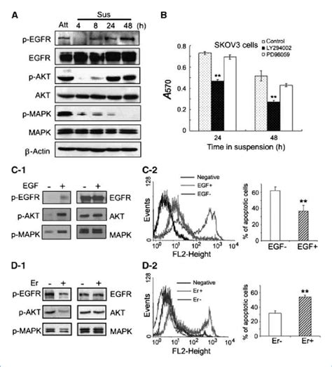 Egfr Akt Pathway Plays A Crucial Role In Cell Survival During