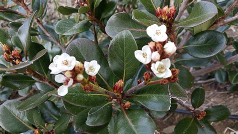 Indian Hawthorn Shrub - Floragora