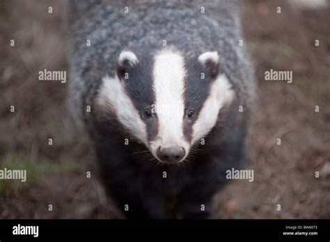 Portrait Of European Badger Meles Meles UK Stock Photo Alamy