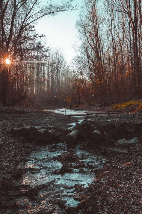 Imagen gratis corriente bosque puente Río barro cauce del río