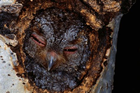 Texas Owl Sounds Global Birding Initiative