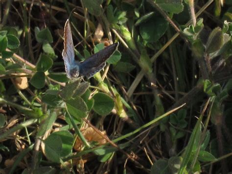 Common Blue Narborough Railway Gerard Fletcher Flickr