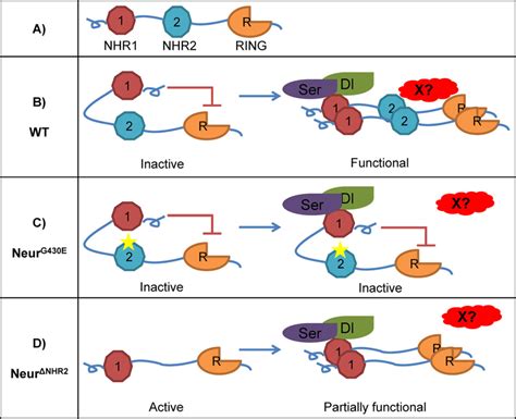 Possible Mechanisms For Neur Oligomerization A Schematic Of Wildtype